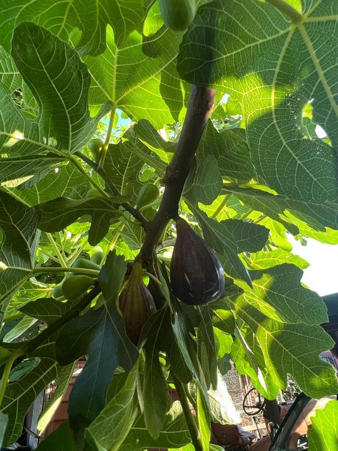 Agriturismo Il Giardino Degli Olivi Appartamenti Castiglione della Pescaia Zewnętrze zdjęcie