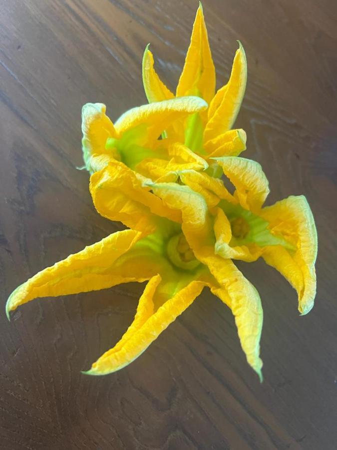 Agriturismo Il Giardino Degli Olivi Appartamenti Castiglione della Pescaia Zewnętrze zdjęcie